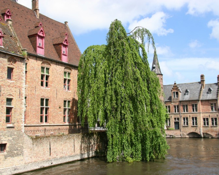 Koorreis Vlaamse Kathedralen Tournee Antwerpen, Gent en Brugge